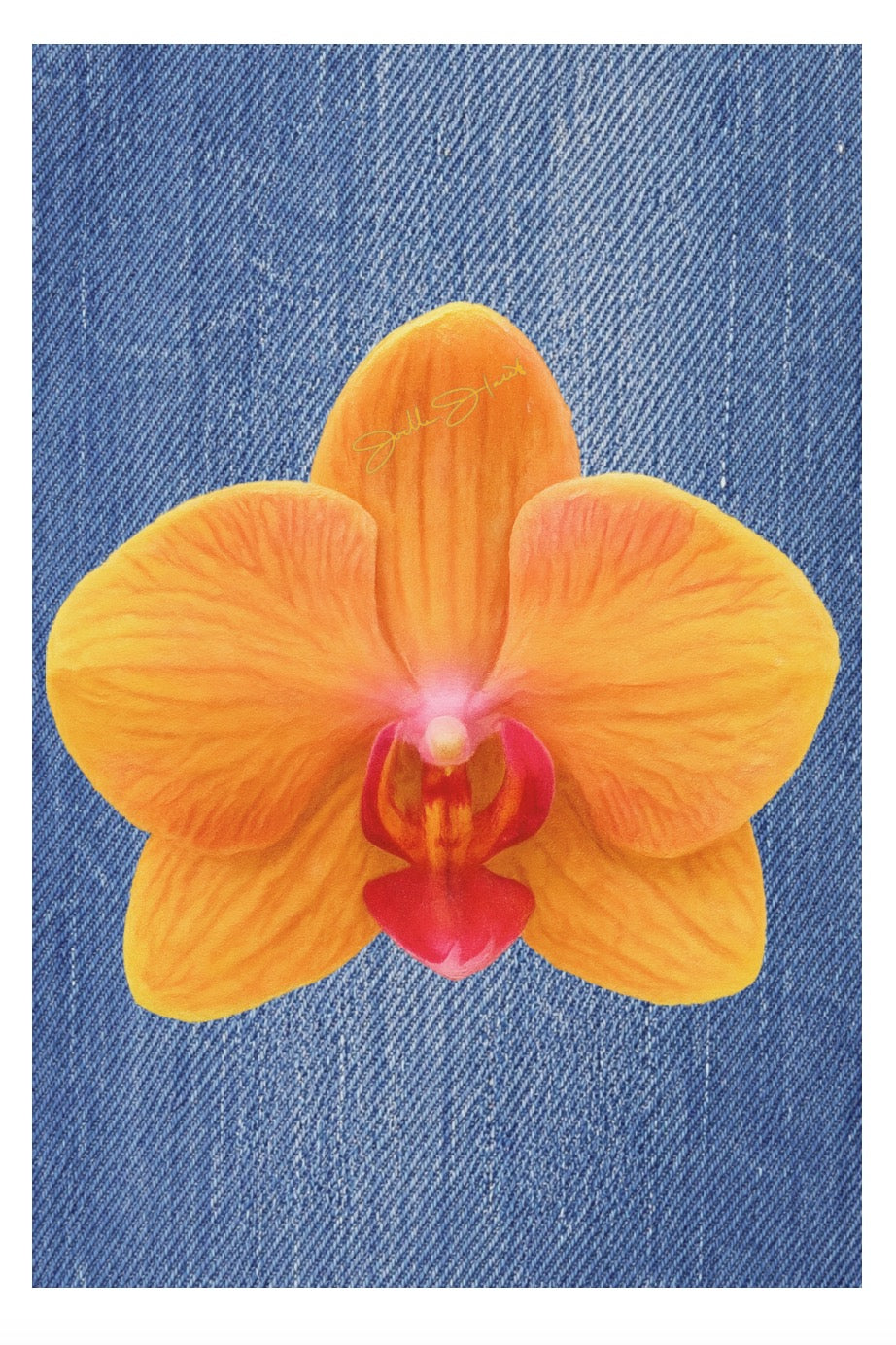 Orchid Collection